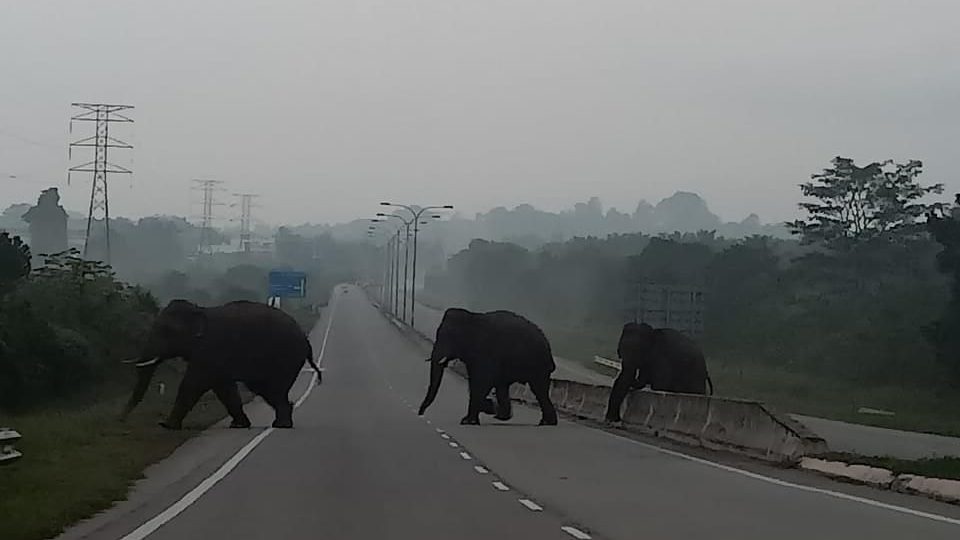 象群清晨横跨马路  车主：不用到动物园了