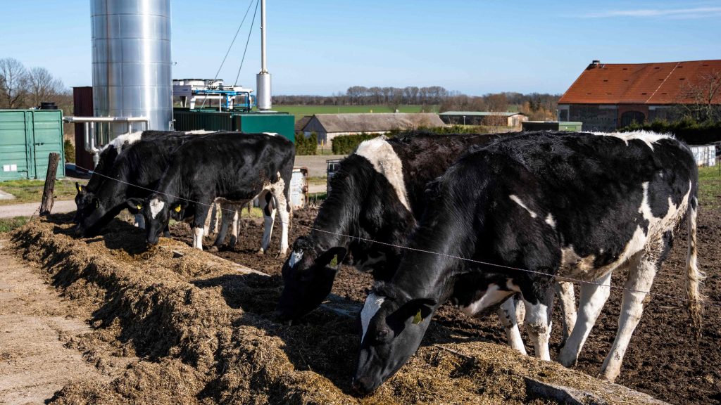 奶牛粪便变能源   德农场发酵沼气供电