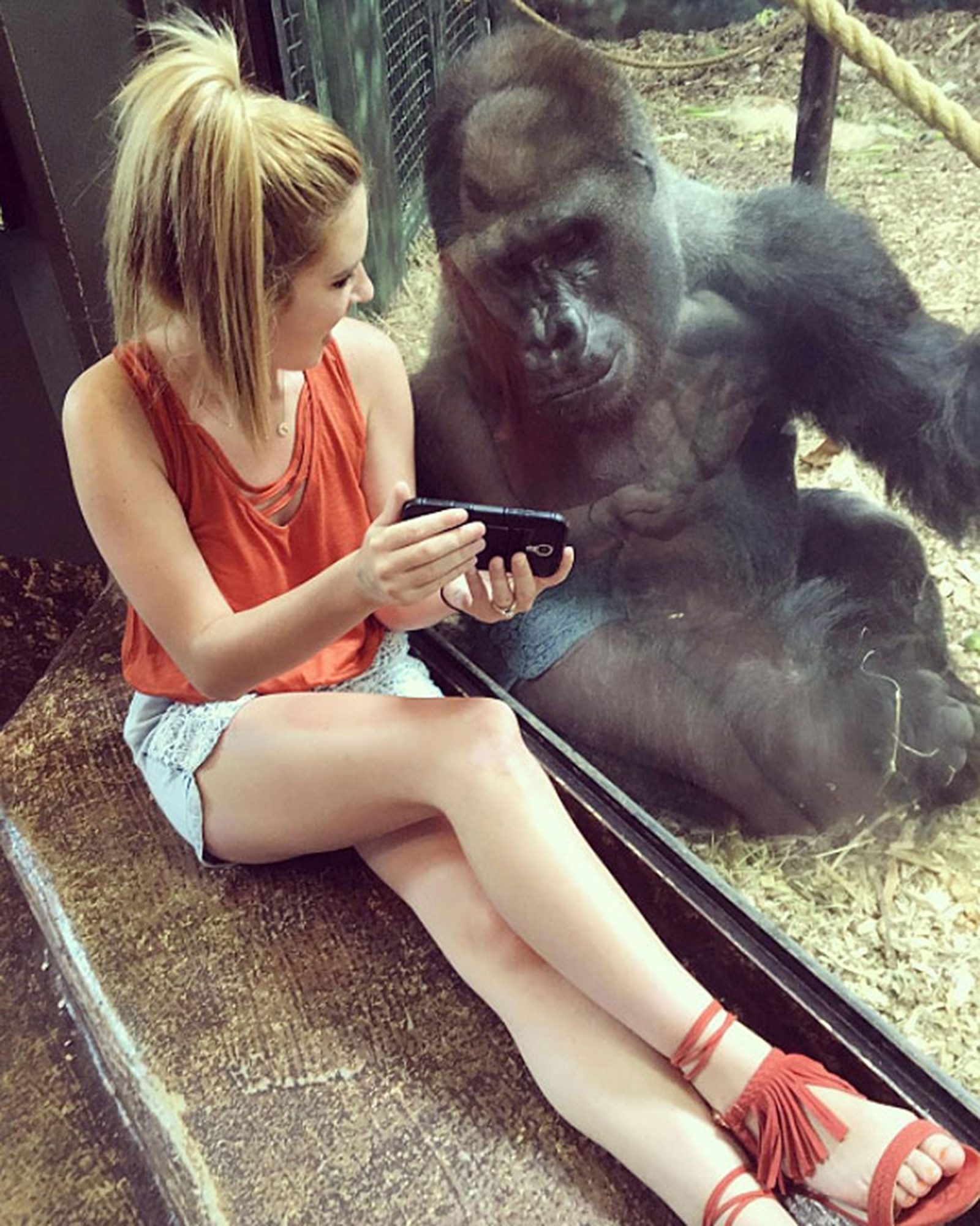 拼盘2图／不再和2同伴玩！大猩猩沉迷看手机…狂靠玻璃旁　美动物园下禁令