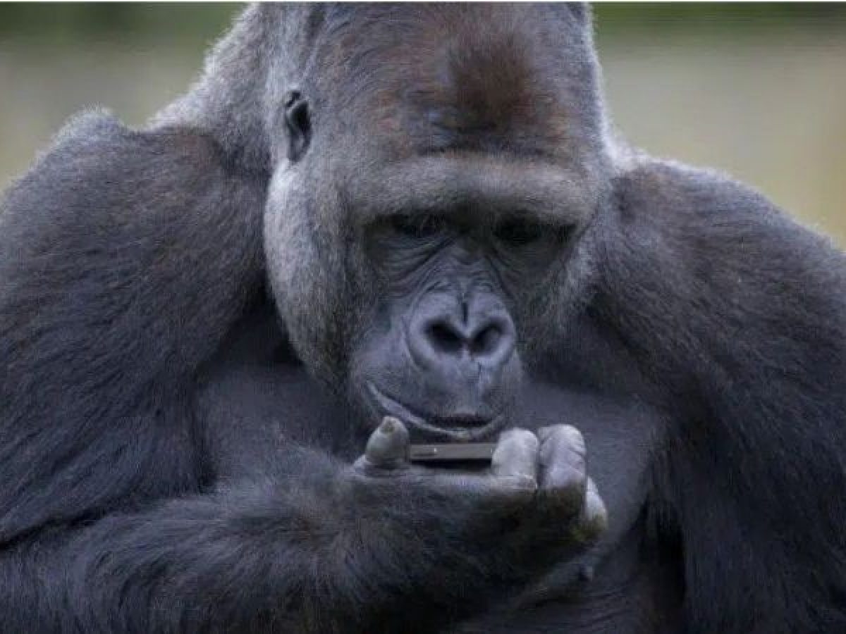 拼盘2图／不再和2同伴玩！大猩猩沉迷看手机…狂靠玻璃旁　美动物园下禁令