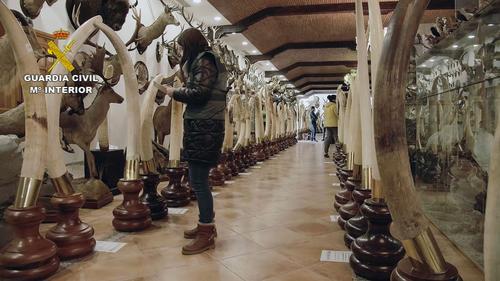 拼盘数图   西班牙警检逾千动物标本　包括绝种弯角剑羚