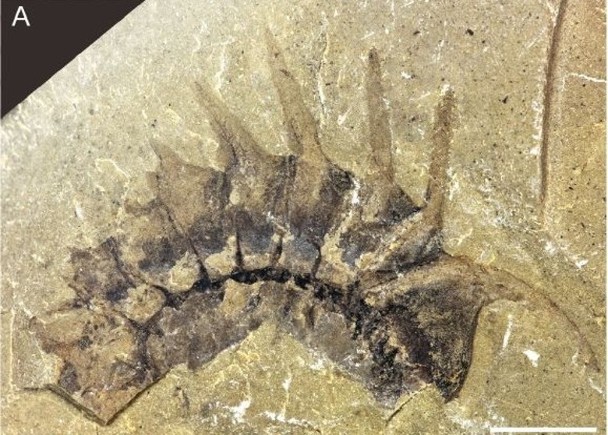 拼盘／发现寒武纪动物群化石库　距今约5亿年