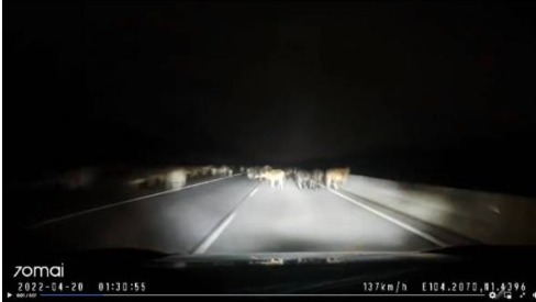 柔：牛群霸占公路，司机闪避不及撞上。