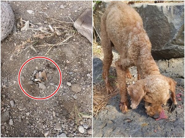 济州岛爆2虐狗事件 小狗埋地底前肢遭反绑