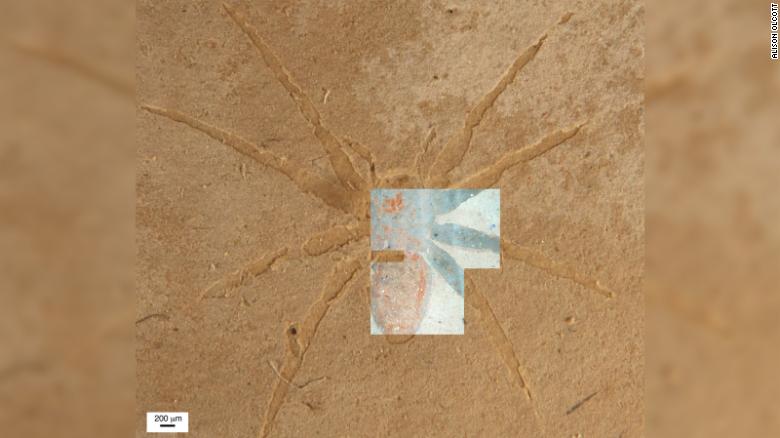 矽藻覆盖蜘蛛化石表面　助完好保存2250万年