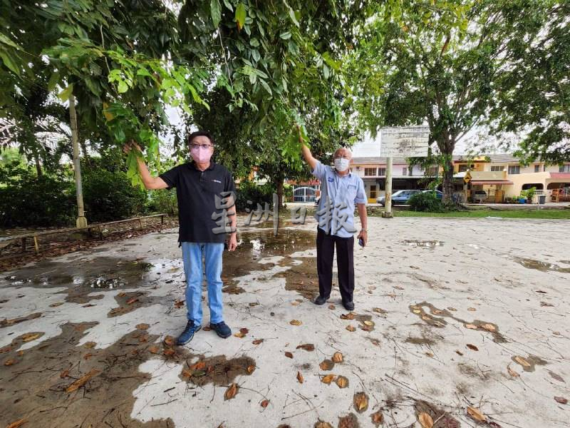 （古城第三版主文）阿峇迪花园约30棵大树3年没修砍，阻碍视线路灯外，居民也担心倒下