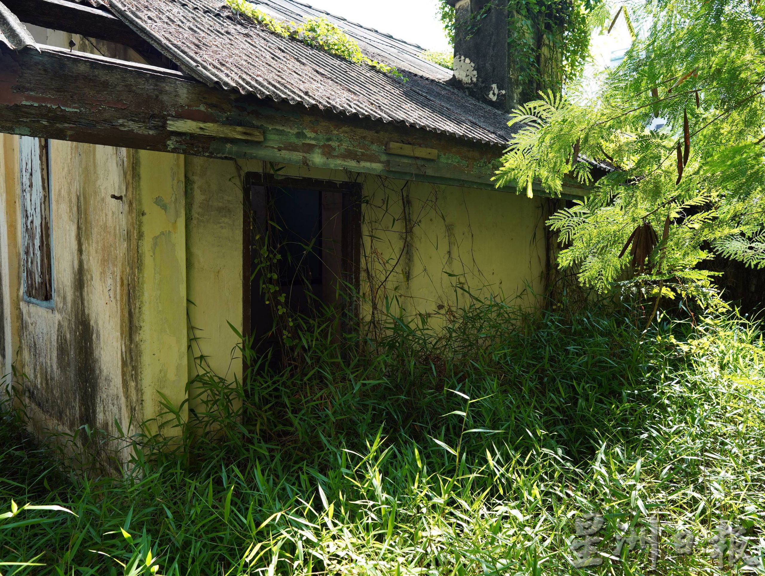 （古城第二版主文）一排的木屋废置多年，除了养蚊，居民担心藏蛇