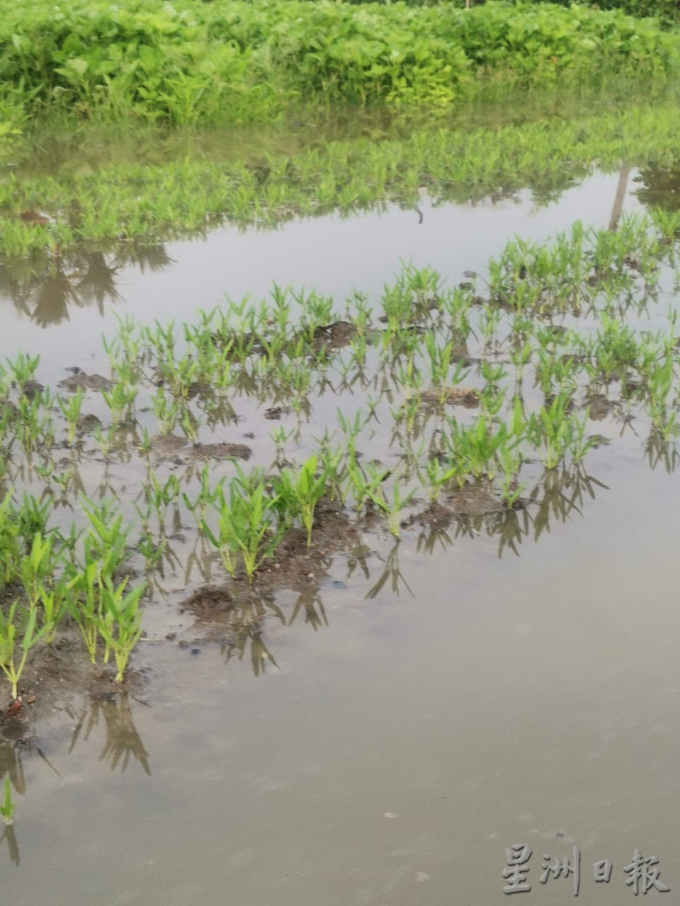 （大北马）双溪六甲菜园区再面对淹水窘境。