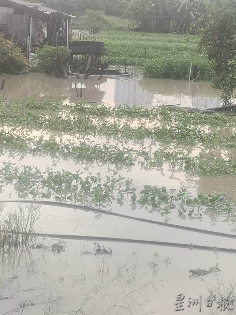 （大北马）双溪六甲菜园区再面对淹水窘境。