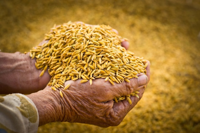 肥料太贵 危及亚洲稻米产量  下季估少5亿人口供量