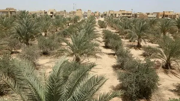 Iraq ‘green belt’ neglected in faltering climate fight