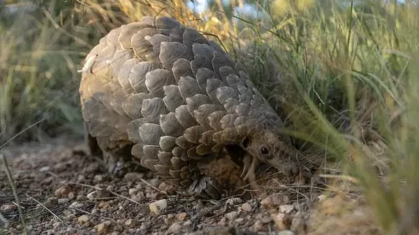 Endangered pangolins get fresh chance in S.African clinic