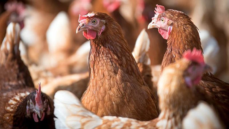 增加新业务 助解决鸡肉供应不足 霹州农民协会拟养鸡