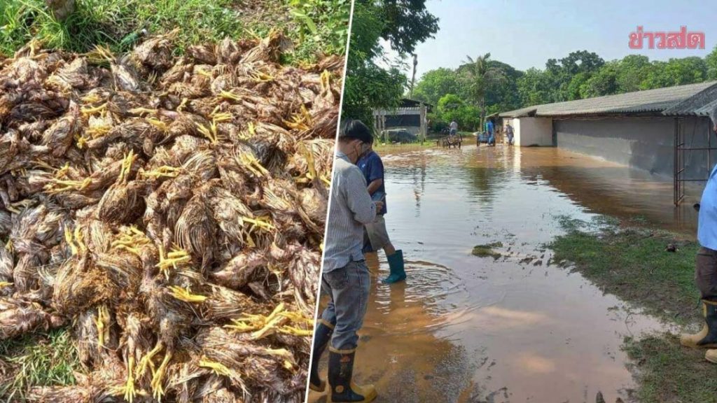洪水灌入养殖场     淹死1.5万鸡只