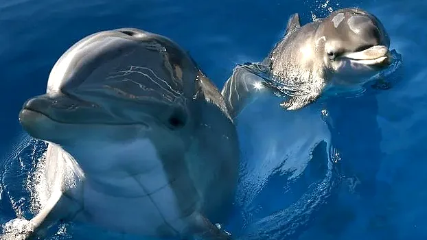 Pee pals: Dolphins taste friends’ urine to know they’re around