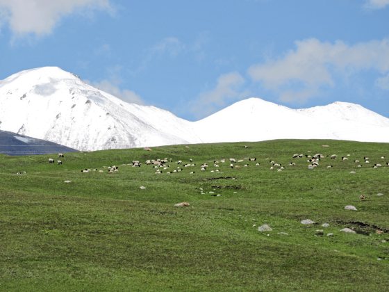 让人念念不忘的新疆景色：雪山与草原。(photo:SinChew)