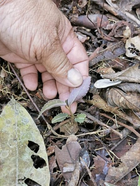【婆罗洲雨林药草／01】跟著原住民走进婆罗洲雨林，寻找天然药草
