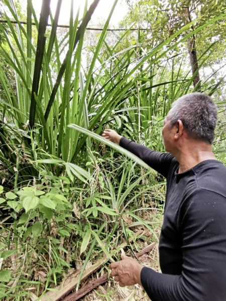 【婆罗洲雨林药草／01】跟著原住民走进婆罗洲雨林，寻找天然药草