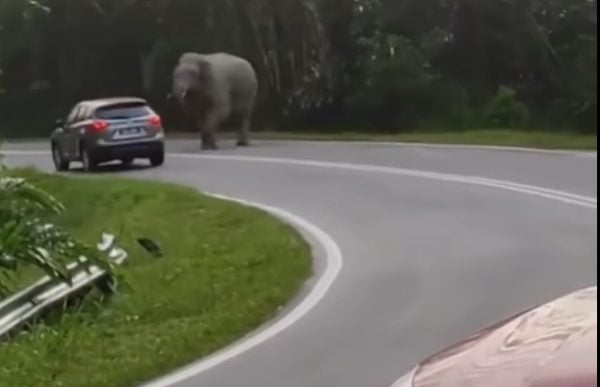 東西大道遇大象沒停車  休旅車被象追 驚險