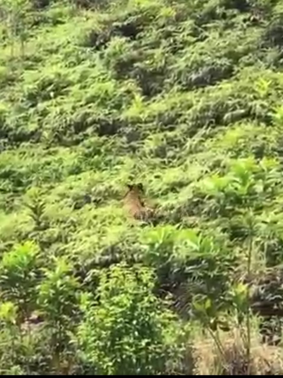 东：一头老虎被人发现在乌鲁北加一带的山林出没，吓坏当地居民。