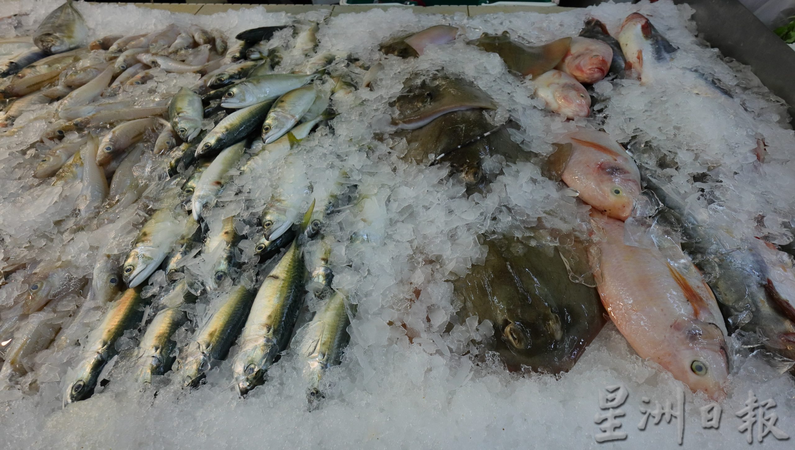 东：市场鱼类海鲜价格。