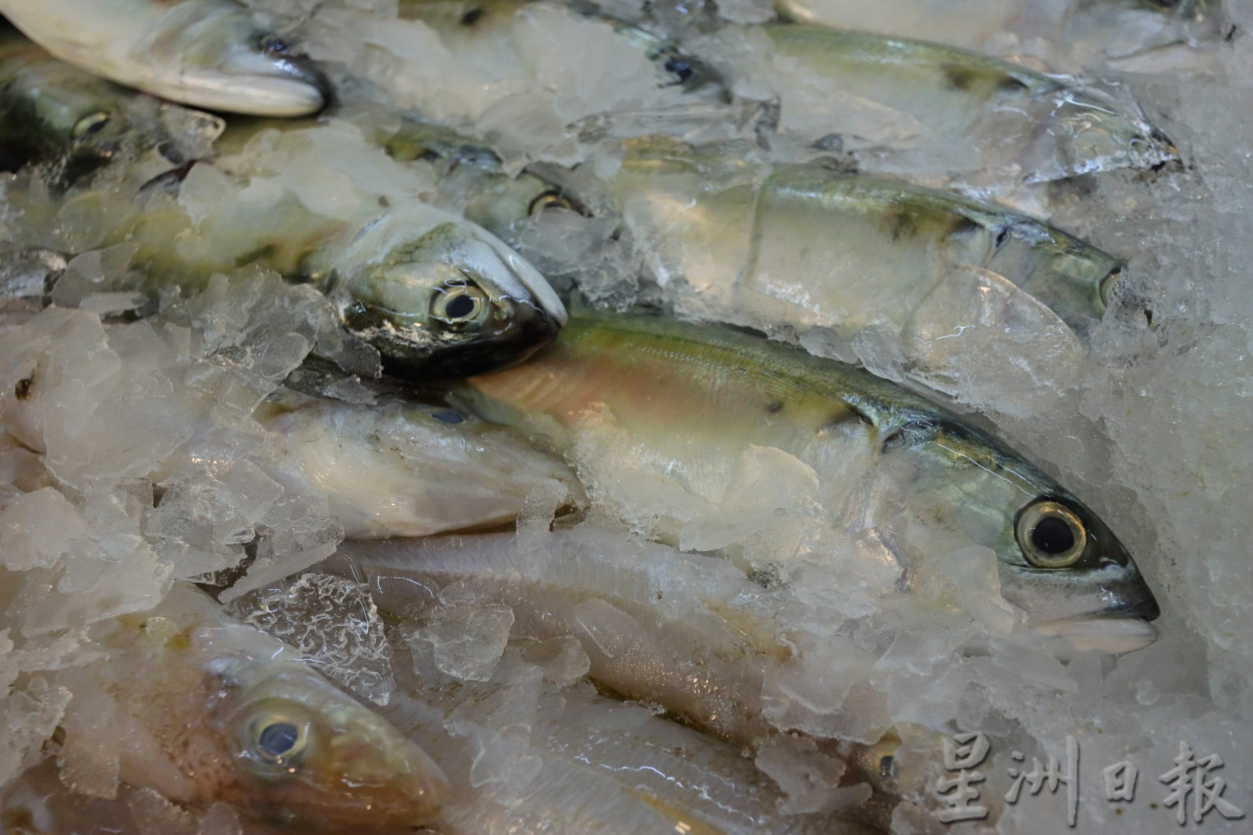 东：市场鱼类海鲜价格。
