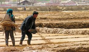 中情局：朝鲜粮食缺口86万吨 且存在营养不良问题