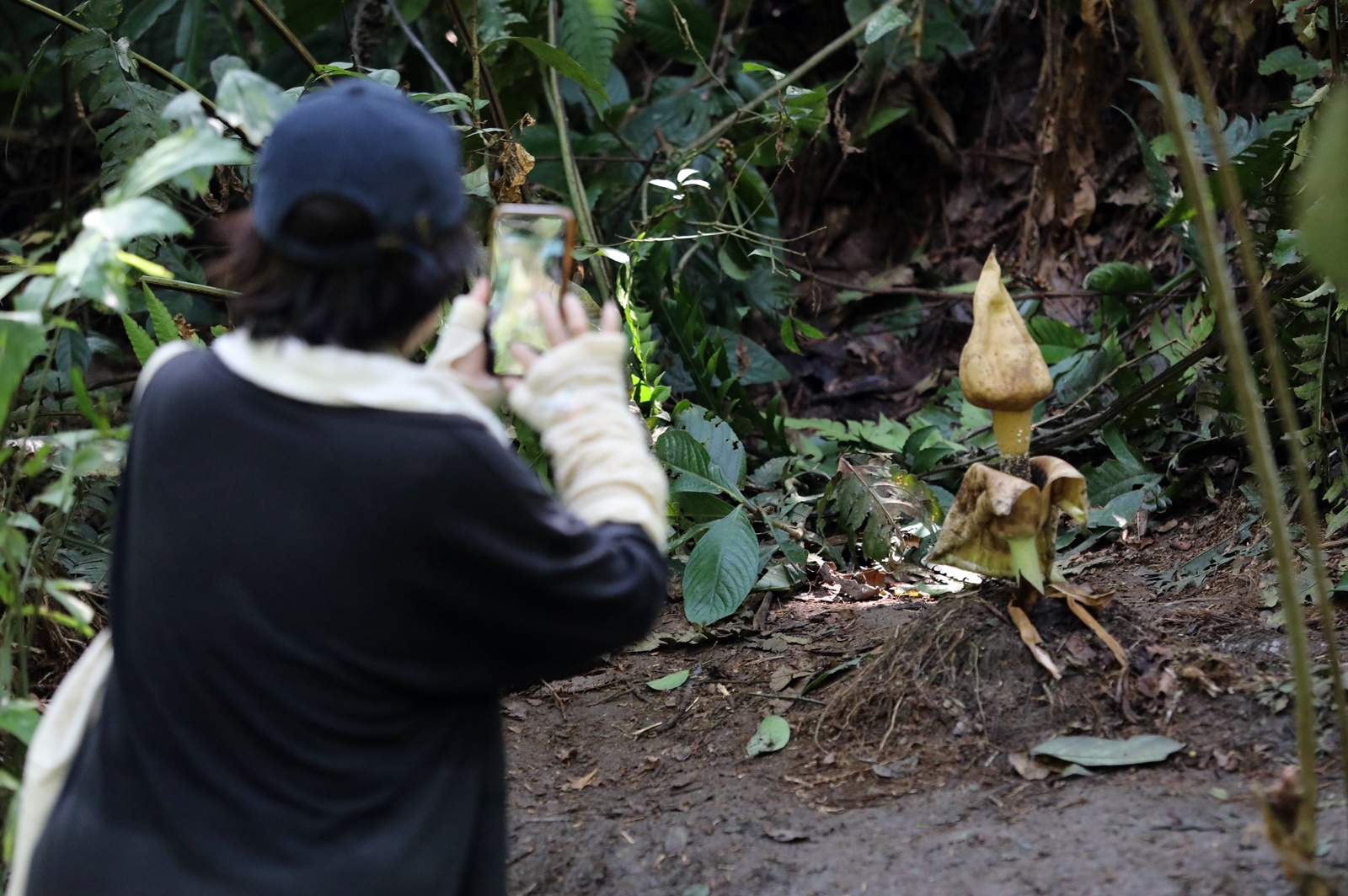 大都会-登山客在武吉加拉山发现罕见植物