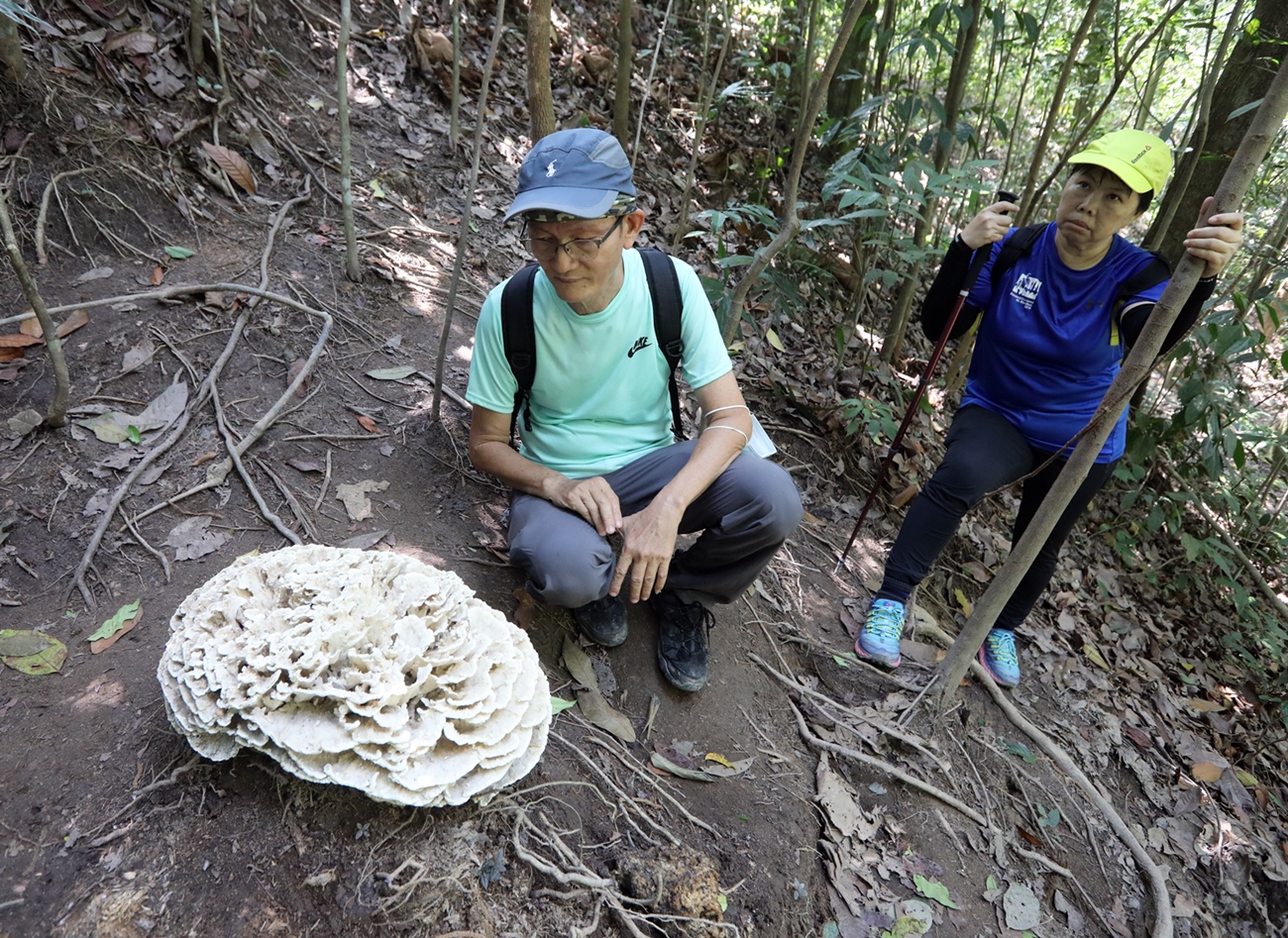 大都会-登山客在武吉加拉山发现罕见植物