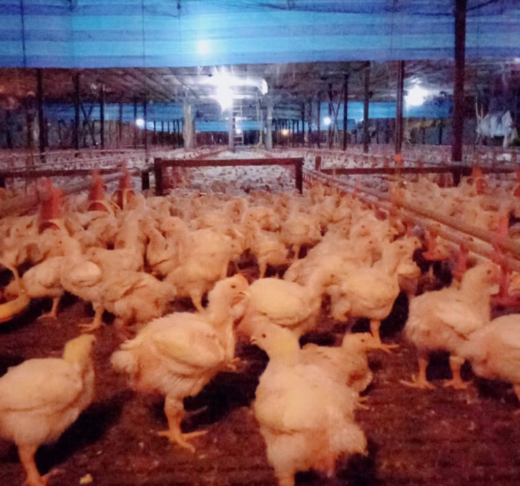 大霹雳时事焦点／张传文：鸡慢大死亡增员工缺需求高 不是鸡农操控致缺鸡