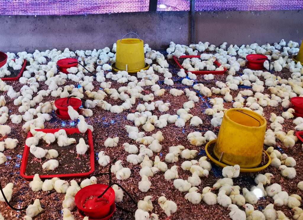 大霹雳时事焦点／张传文：鸡慢大死亡增员工缺需求高 不是鸡农操控致缺鸡
