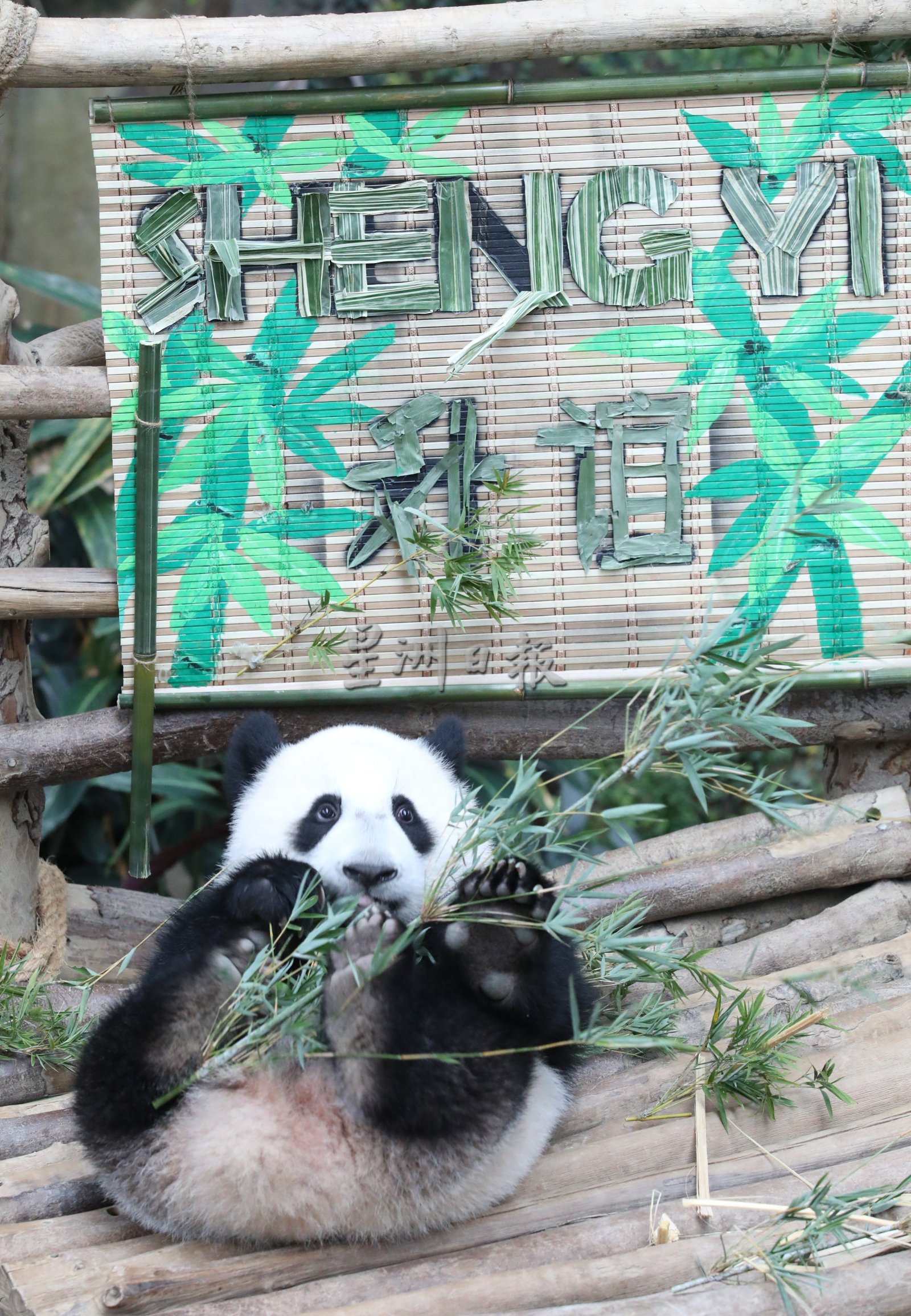 大马第三只熊猫“升谊”名字有因！