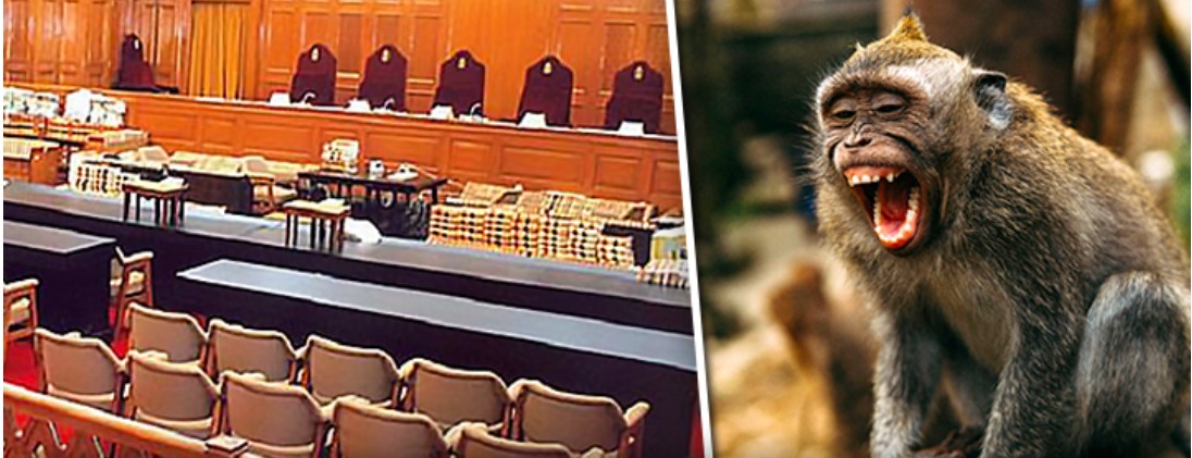 拚图）猴子偷走15件证据 印度谋杀案庭审被迫暂停