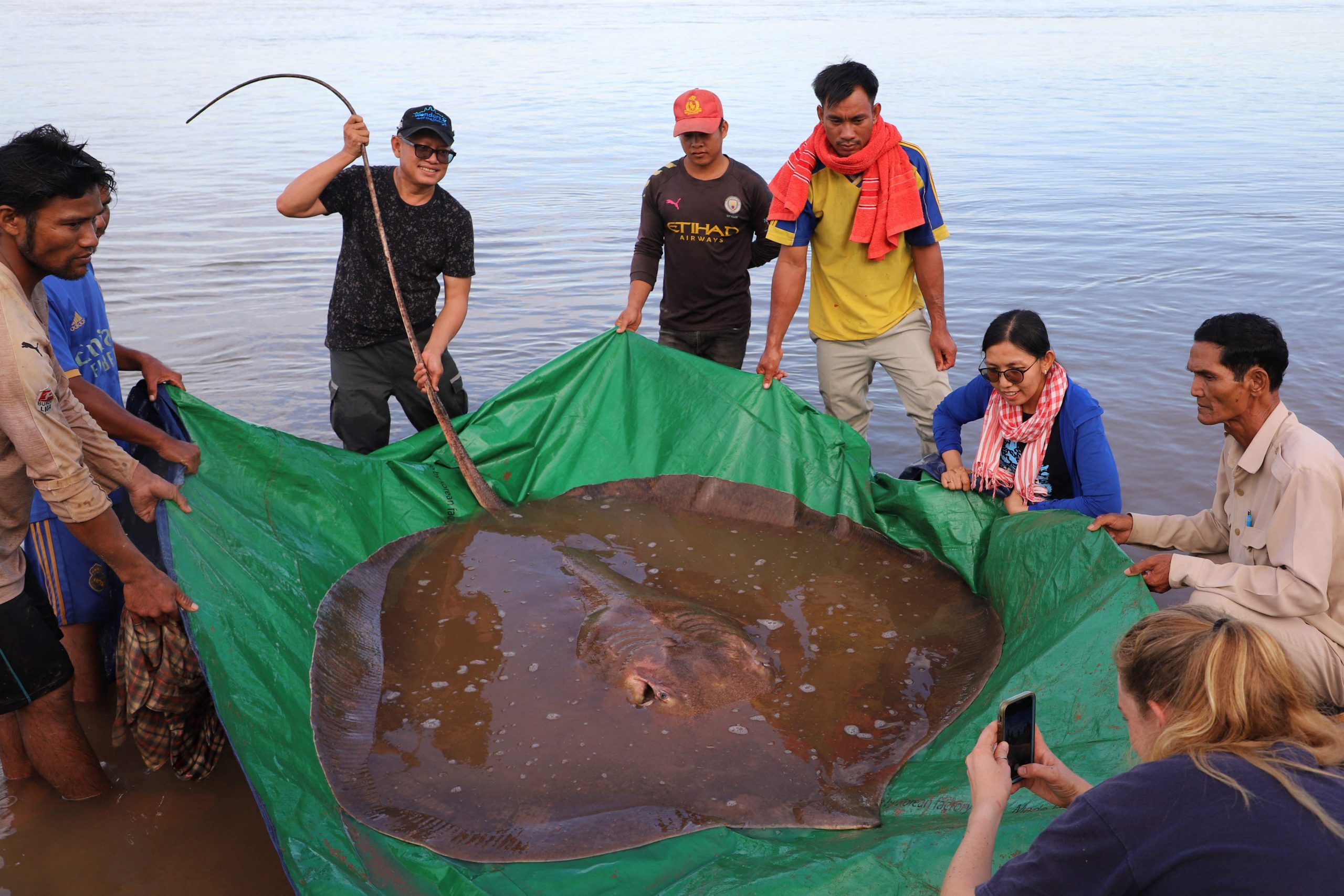 拚盘／柬渔民在湄公河 捕获180公斤黄貂鱼