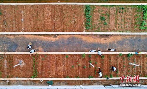 拼盘数 图 江西赣州一中学楼顶建成“空中菜园”