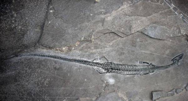 拼盘／中国科学家发现世界上尾巴最长肿肋龙类完整化石 距今2.44亿年