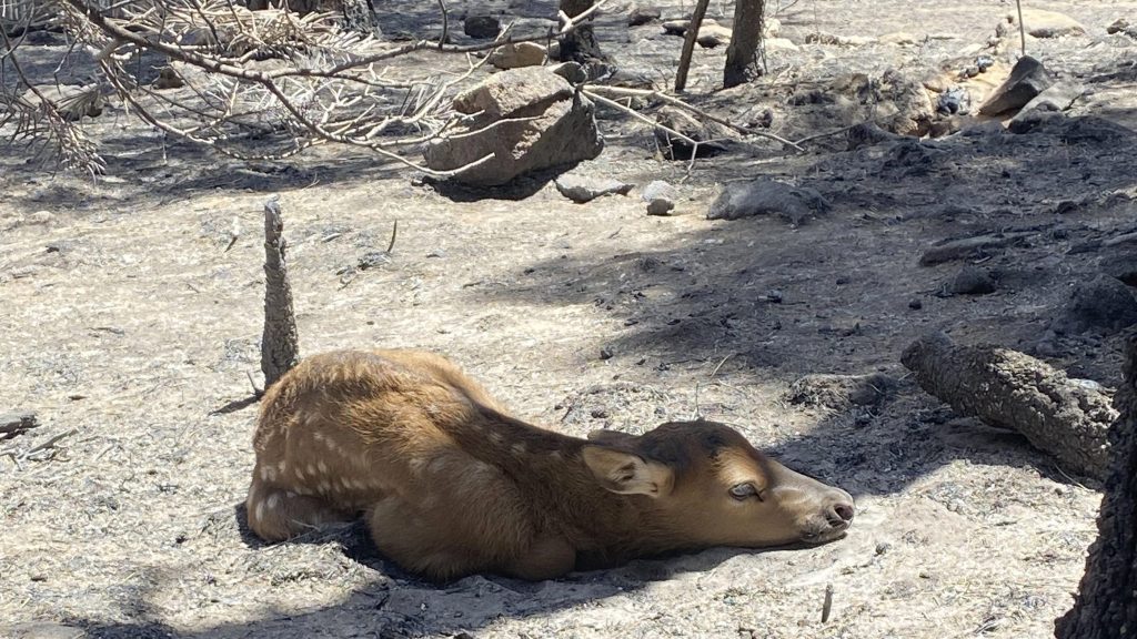美国新墨西哥州史上最大规模野火 森林灰烬里惊见小鹿幸运生还