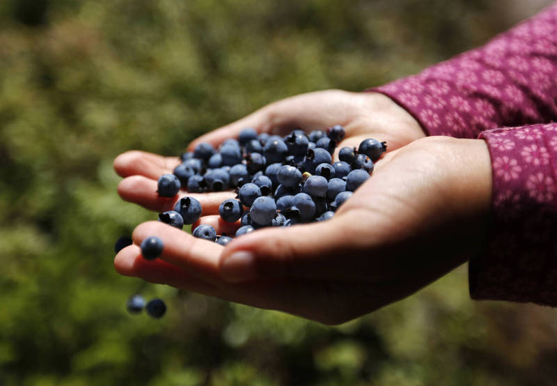 新研究：中年阶段定期吃蓝莓 可降低失智症风险