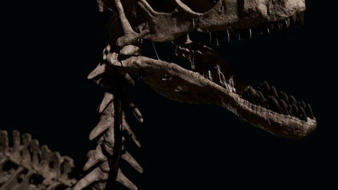 最完整恐爪龙骨骼化石拍卖   成交价逾1200万美元