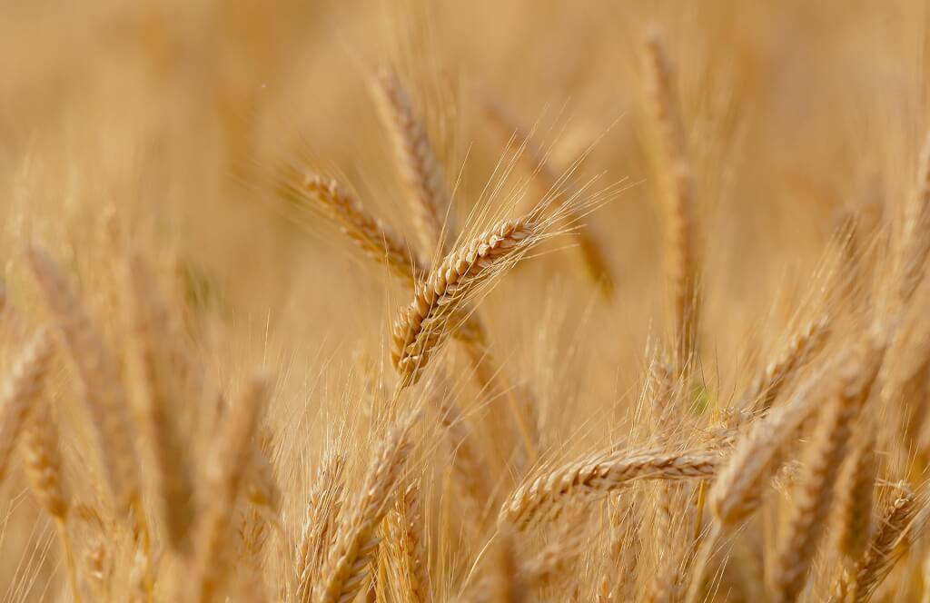 气候异常冲击美国小麦栽种 恐令全球供应吃紧恶化