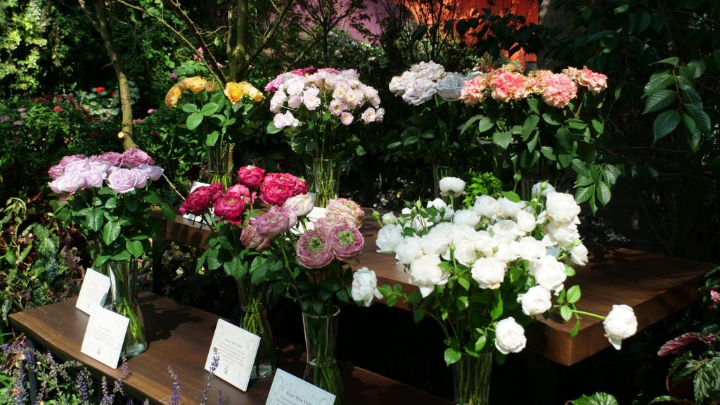 滨海湾花园意使馆合作 展出逾70个玫瑰花品种