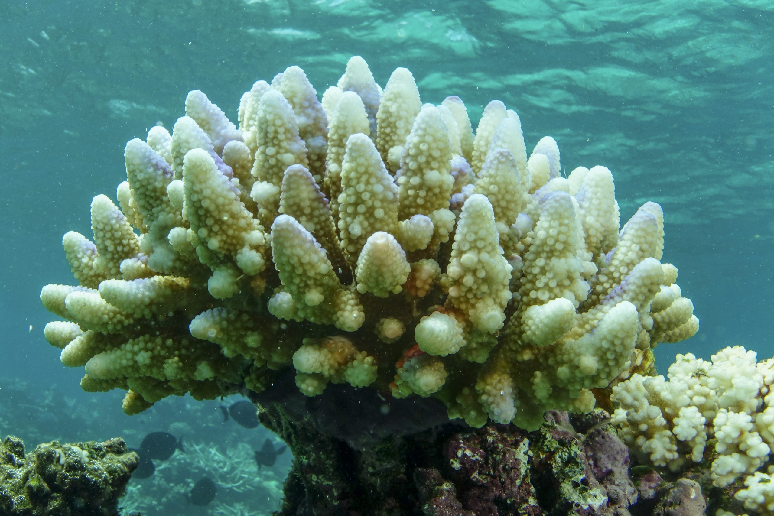 澳洲新报告：大堡礁91%珊瑚白化