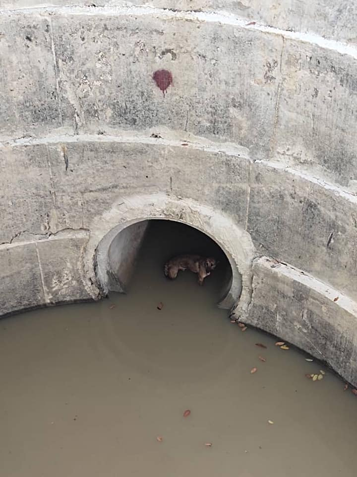 狗狗掉进4.5公尺深排水口 消拯员下水营救
