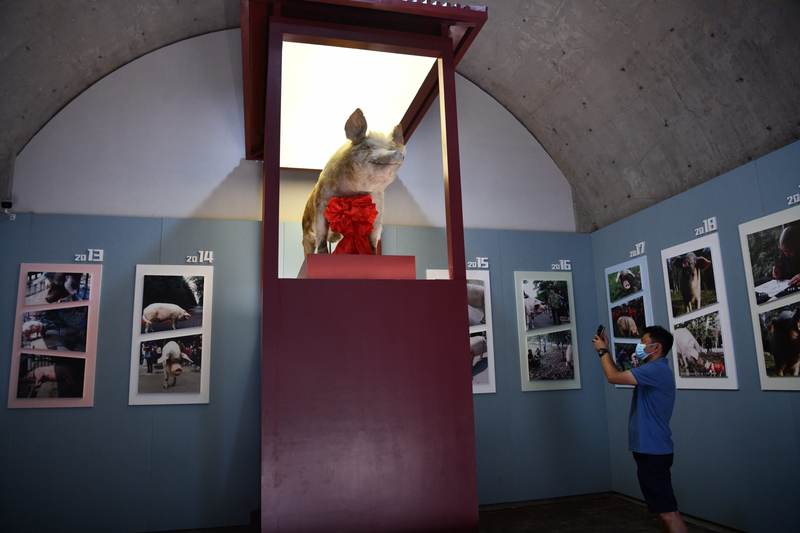 看世界主照）汶川地震14年｜多间官媒发文纪念　“猪坚强”标本在博物馆展出