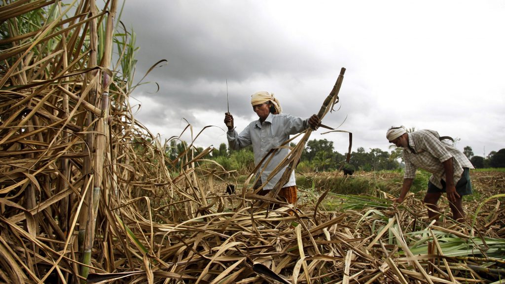 禁小麦出口后 印度再限制糖出口