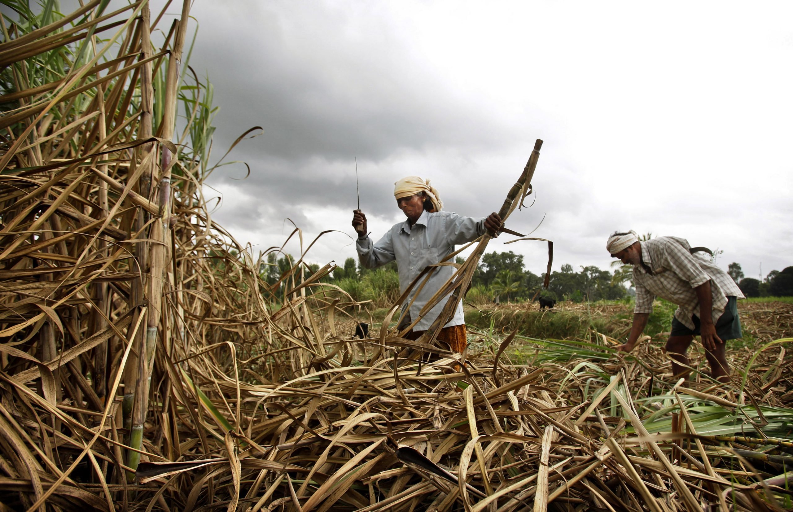 禁小麦出口后 印度再限制糖出口