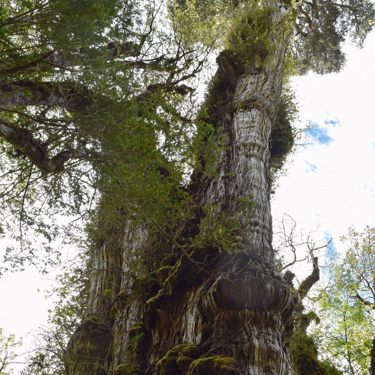 约5400岁智利柏　或成世上最老古树