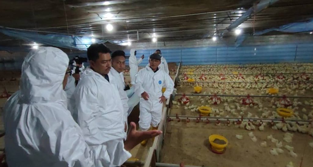 肉鸡顶价6月5日届满后是否中止 农业部长：政府还未决定