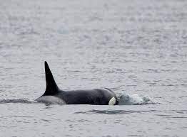 误闯塞纳河受困2周 患绝症虎鲸安乐死前自然死亡
