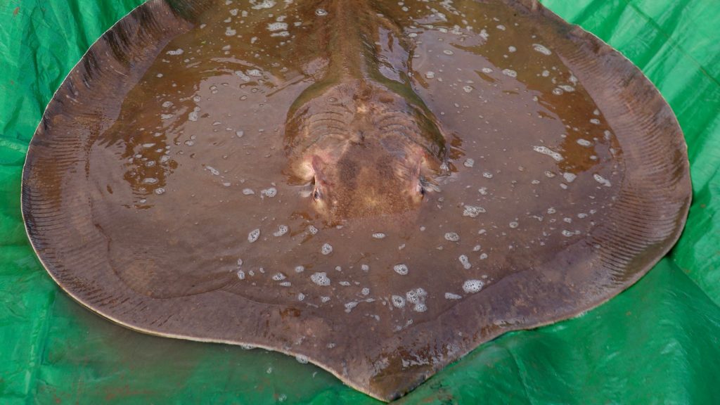 重达180公斤  柬渔民意外捕捉巨型濒危魔鬼鱼